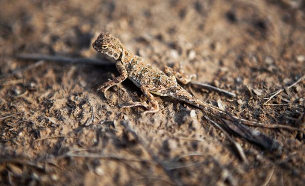壁虎为什么称为五毒之首,壁虎为什么是五毒之一它有毒吗