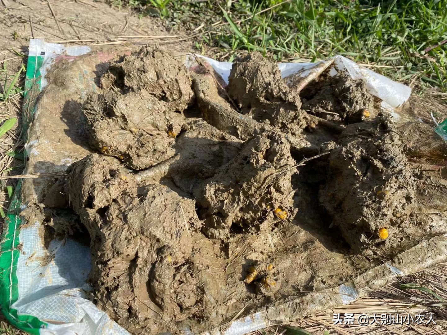 要想鱼上岸，就拿粮食换！用这5种打窝方法，利用好每一粒窝料