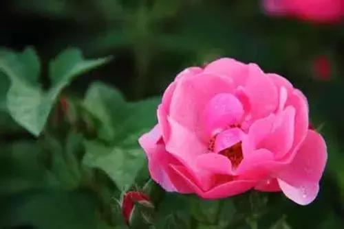 最漂亮10种微型月季,新手必入这8种月季漂亮好养