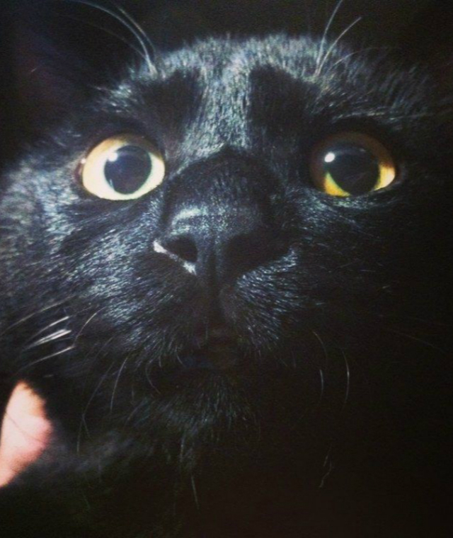 流浪猫如何在学校里生存的,流浪猫生活在学校