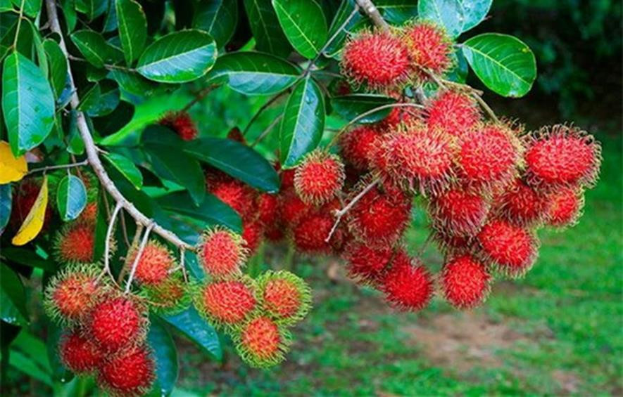 百种水果,100种果子大全