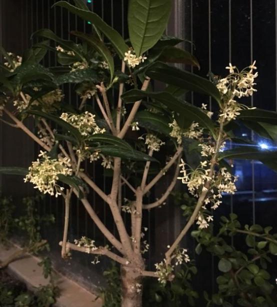 日香桂新栽的多久开花,日香桂开花一般几天枯萎