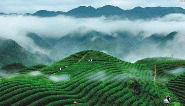 庐山云雾茶品茶评论,庐山云雾茶文化视频