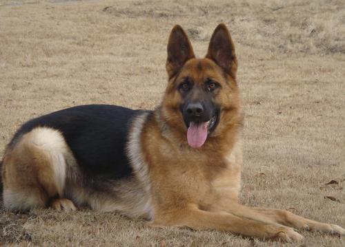 可以保护主人的四种猛犬,十大最佳保护主人的中型犬