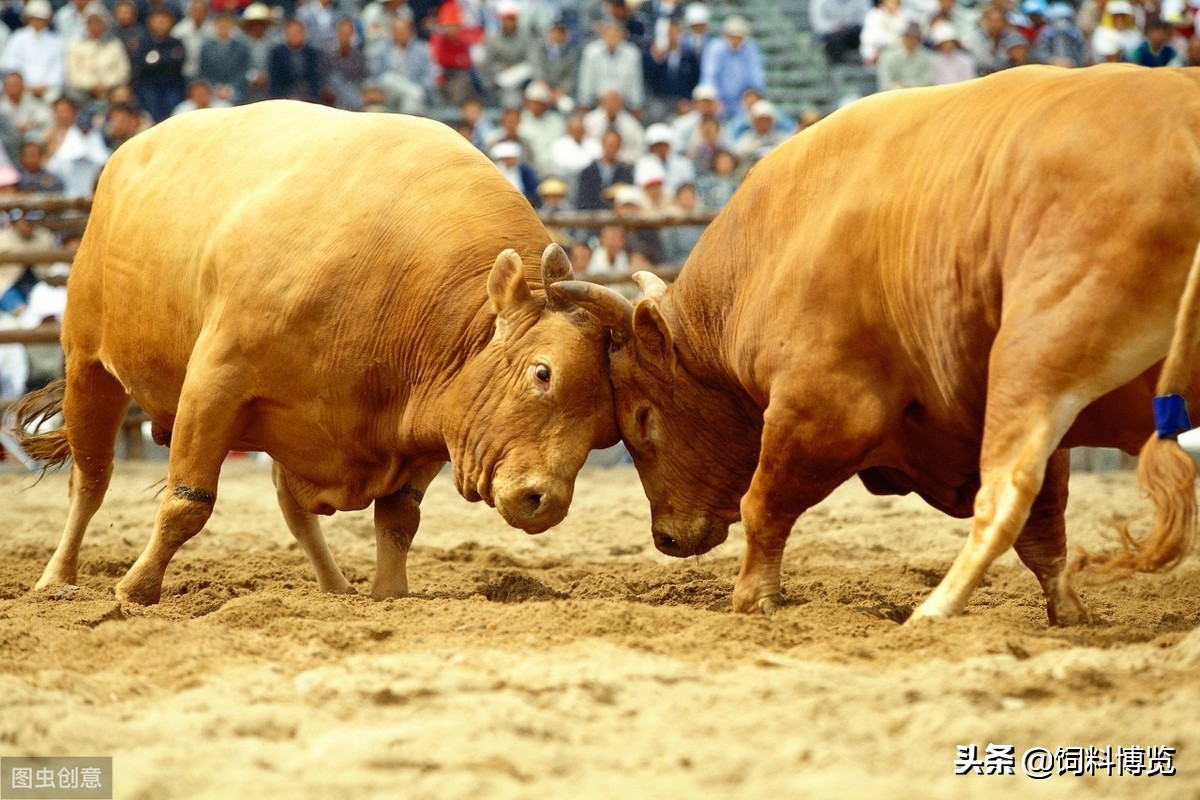本交与人工授精的时间对比,简述种公牛的饲养管理要点