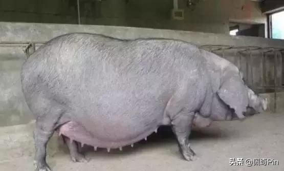 母猪预产期到了怎么不下仔猪,母猪过预产期7天仔猪能活吗