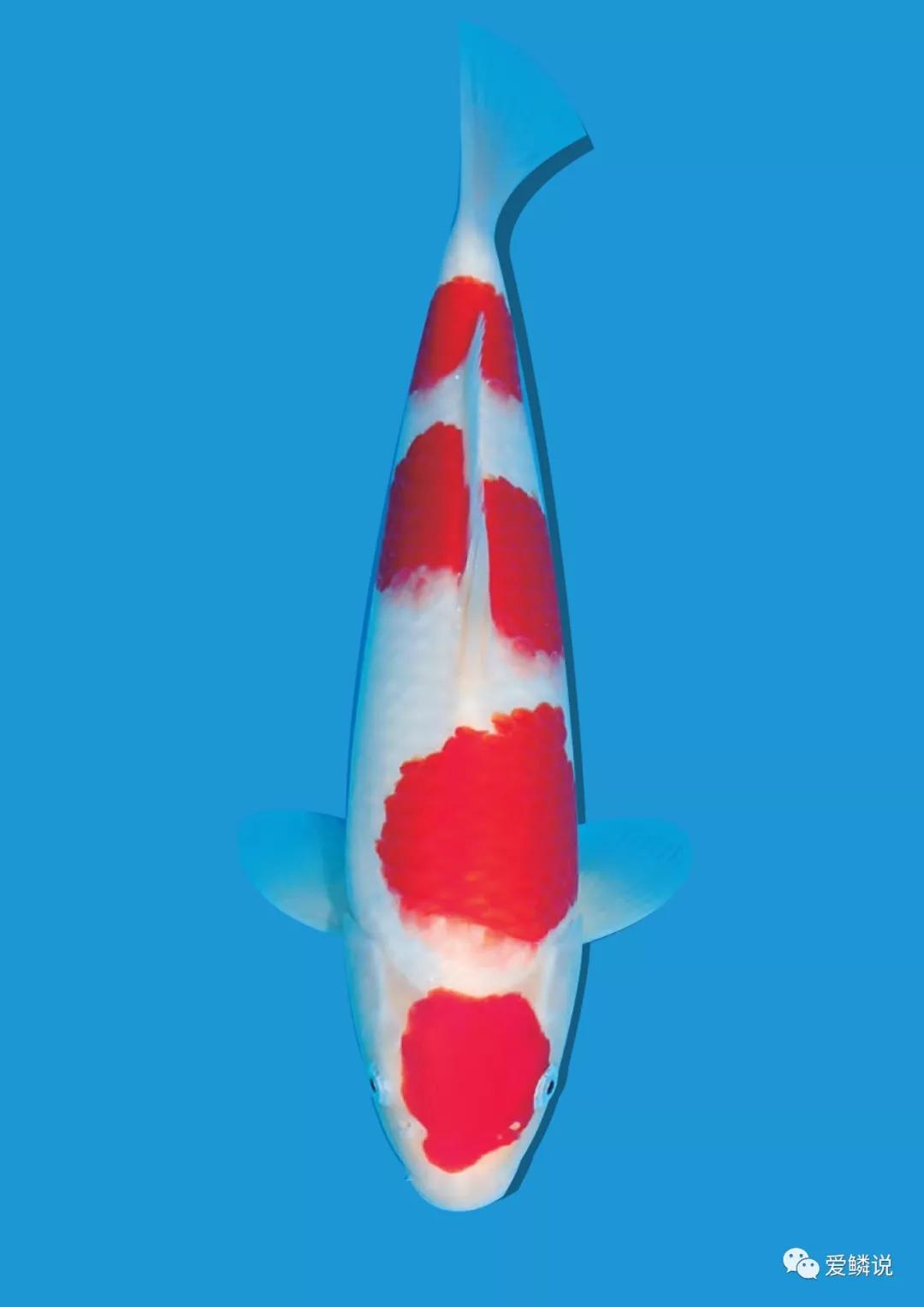 自来水池养锦鲤鱼的正确方法,锦鲤池可以直接加自来水吗