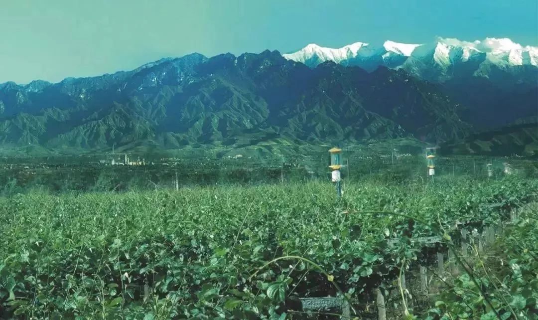 眉县猕猴桃为什么能上央视,眉县猕猴桃品牌故事