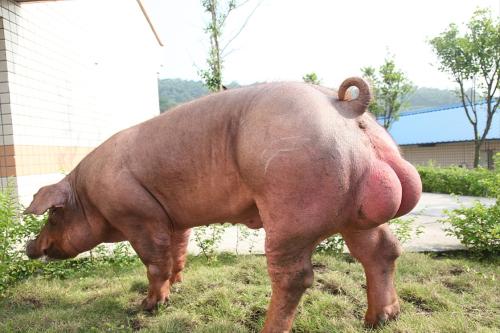 土猪肉和三元猪肉怎么区别,二元猪肉好吃还是三元猪好吃