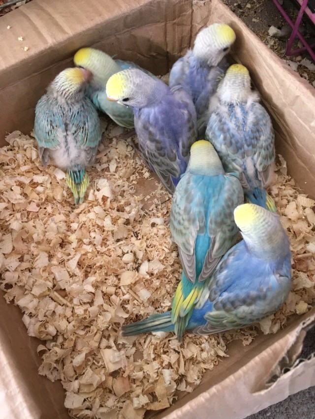 致每一位鹦鹉主人的一封信:想养鹦鹉必看的一篇文章|总结十年