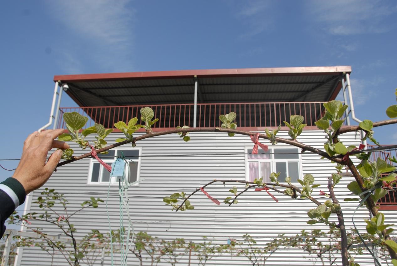 猕猴桃抹芽技术要点,猕猴桃幼树抹芽方法视频