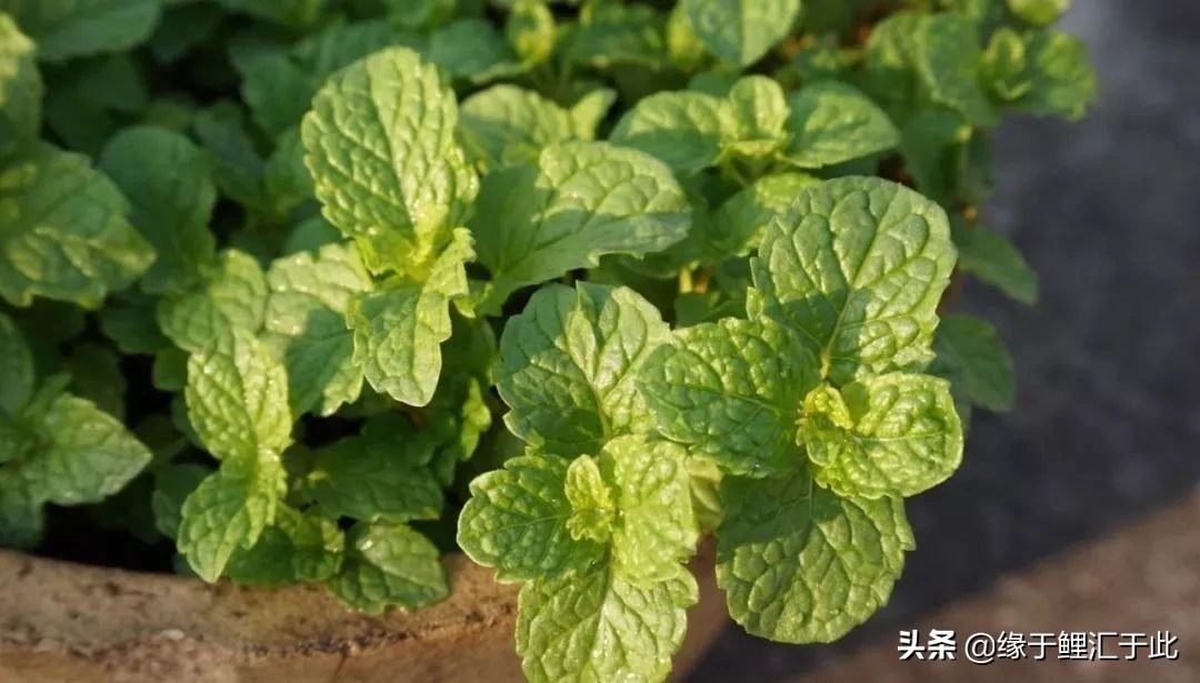 养鱼灭蚊虫最佳方法,养鱼驱蚊最好的方法