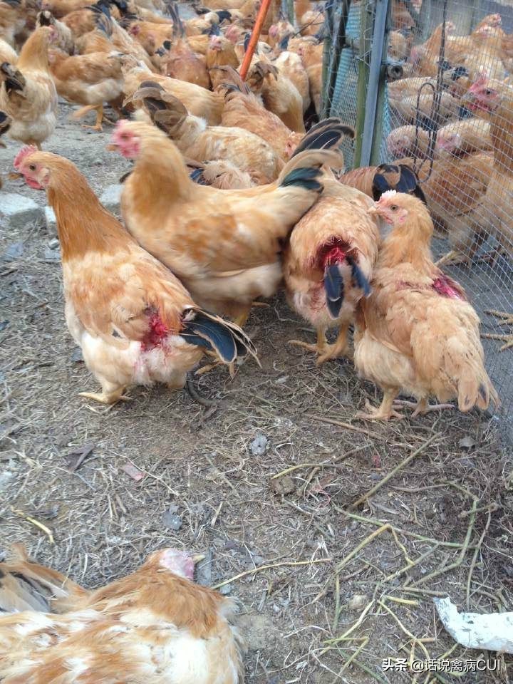 为什么小鸡在一起啄,小鸡苗总是互啄