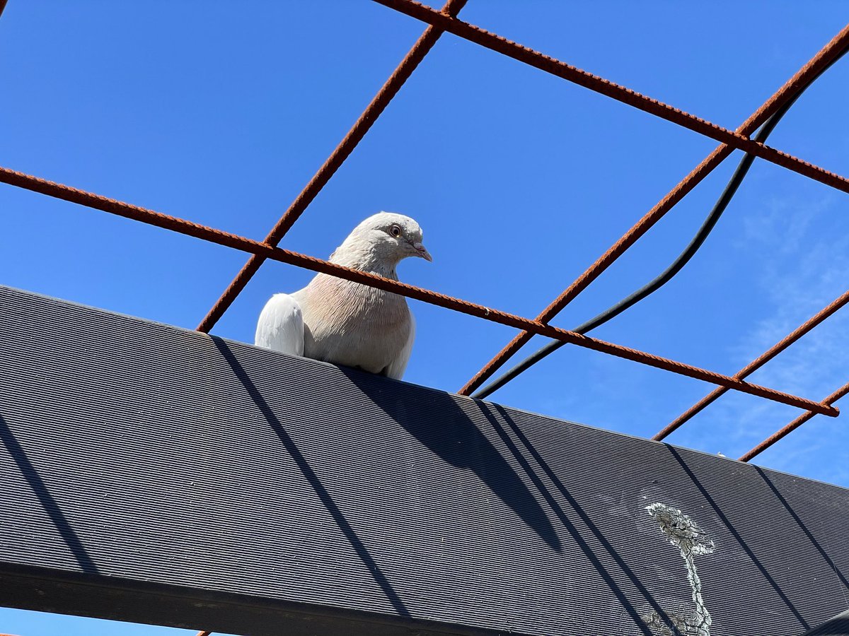 太毒了！小白鸽子从美国飞了13000公里，刚到澳洲就被捕杀