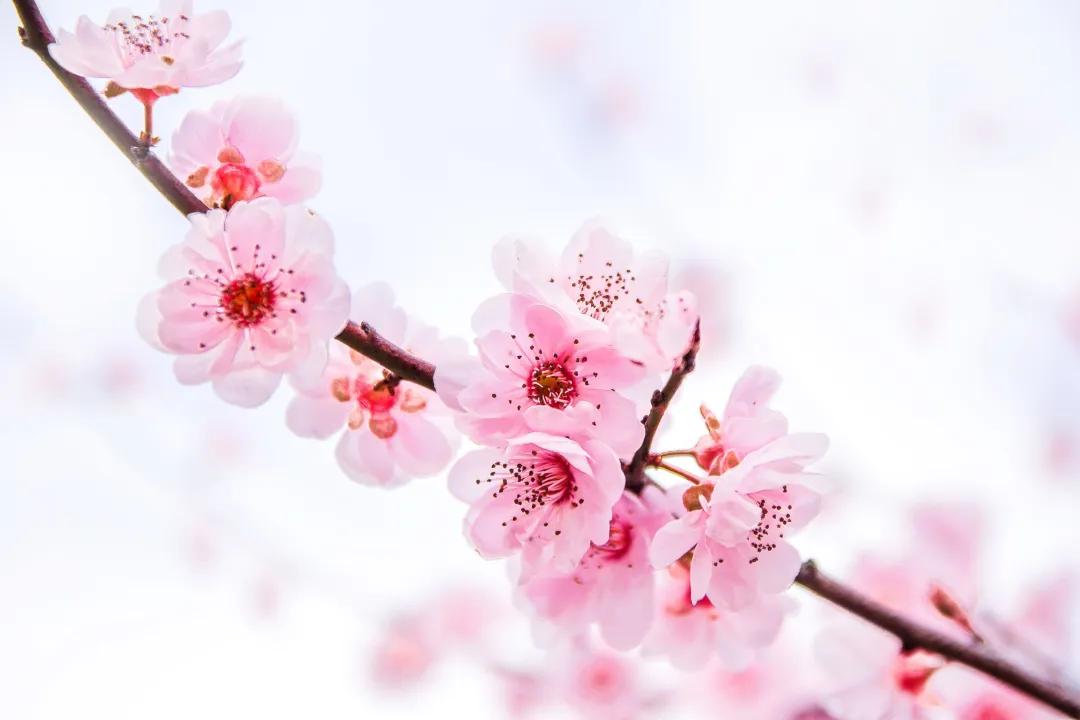 全部的成语收藏起来回家教给孩子,如何和孩子一起积累成语