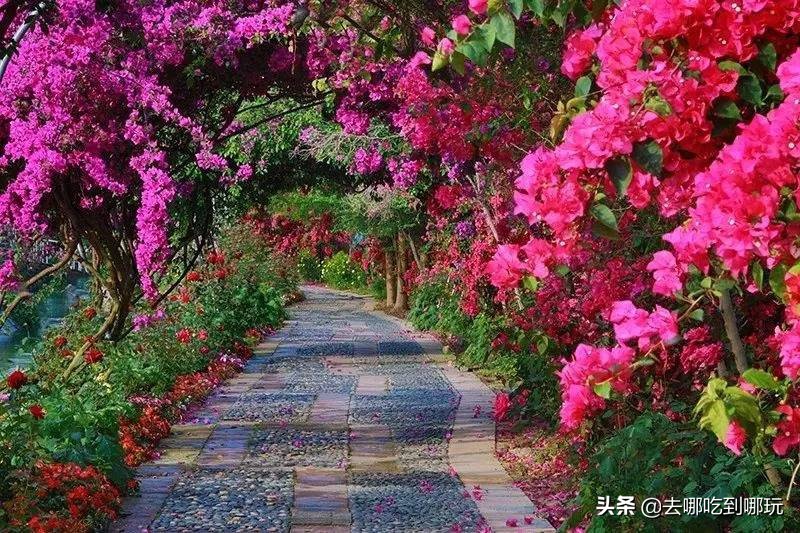 38抢从化宝趣玫瑰世界1大1小票赏春赏花赏美景不负*光春**不负卿