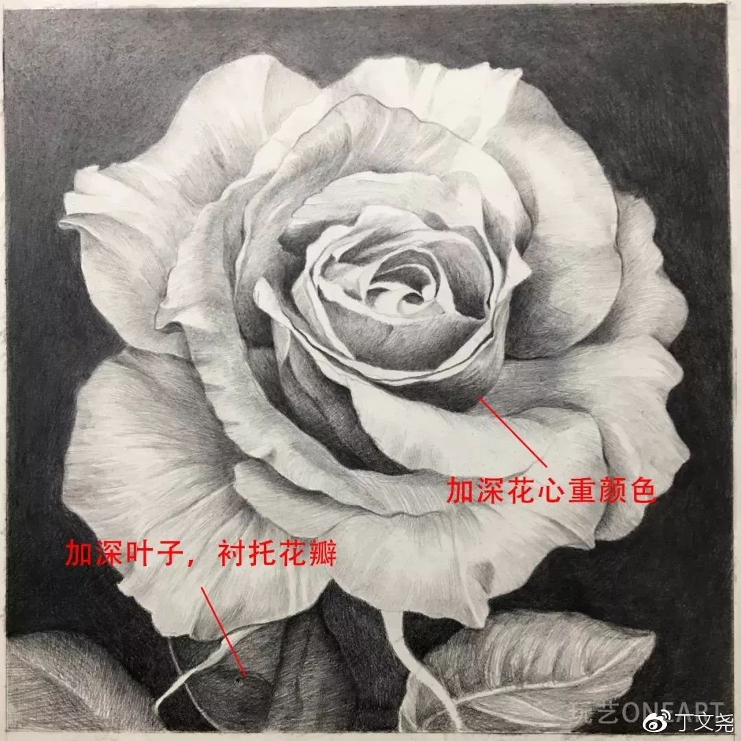素描基础绘画教程郁金香,素描丁程鑫详细教程
