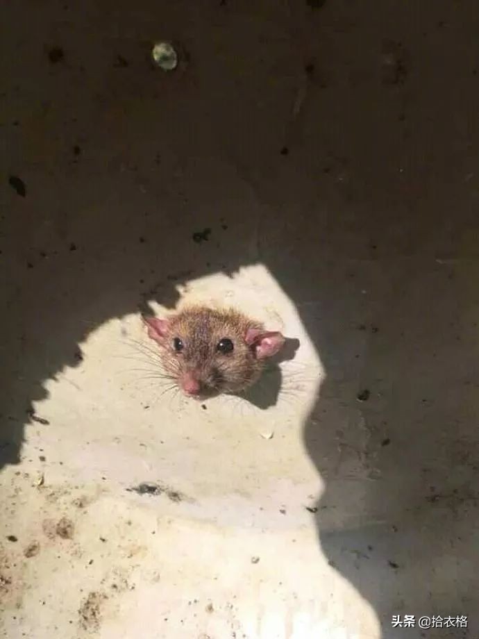 女生一定要穿安全裤吗,女生关于安全裤的重要性