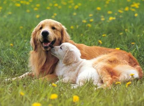 关于狗狗发情，这4点你还是该知道的！