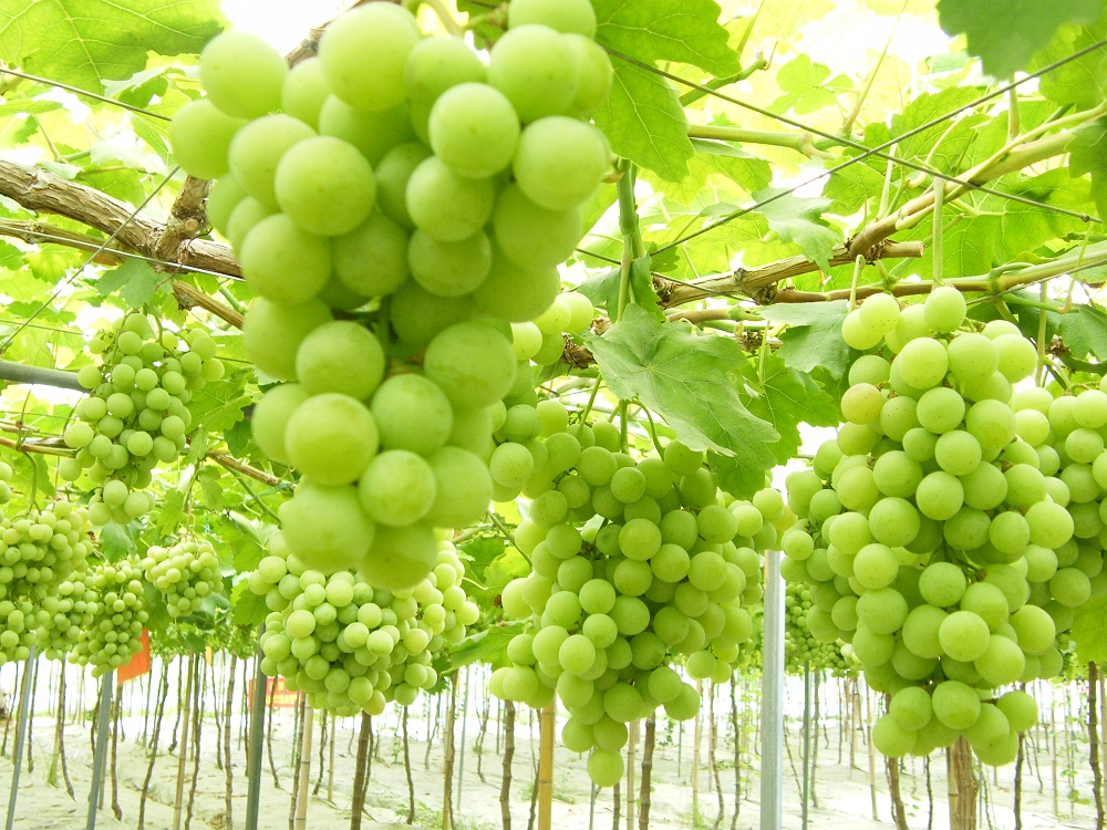 葡萄氮肥过量影响葡萄膨大怎么办,葡萄肥料过量了怎么办