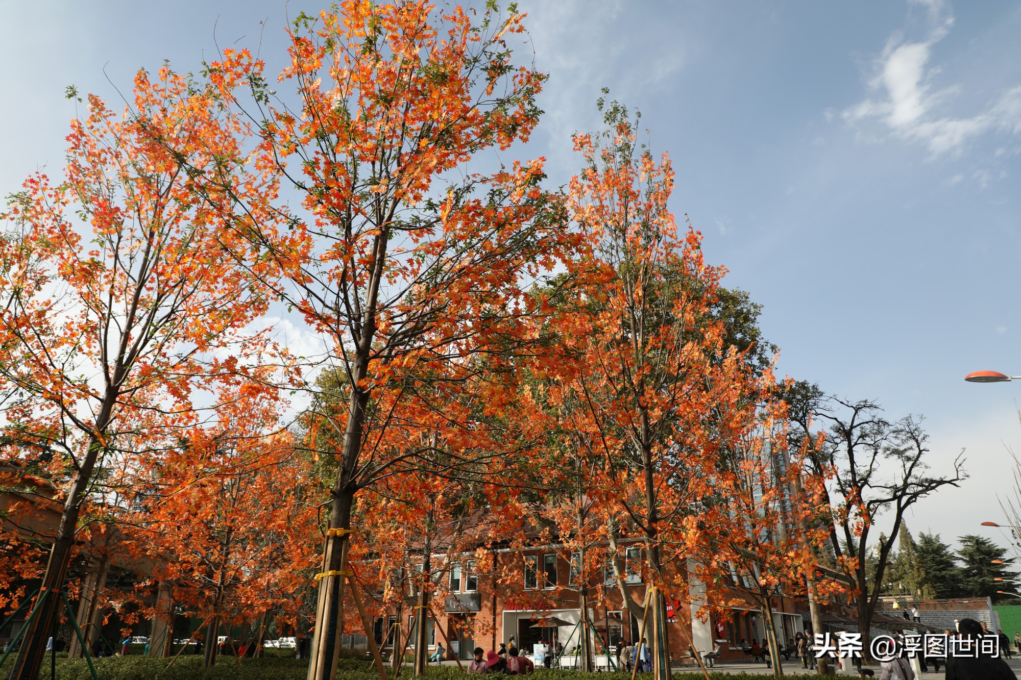 植物假树叶,人造树叶诞生