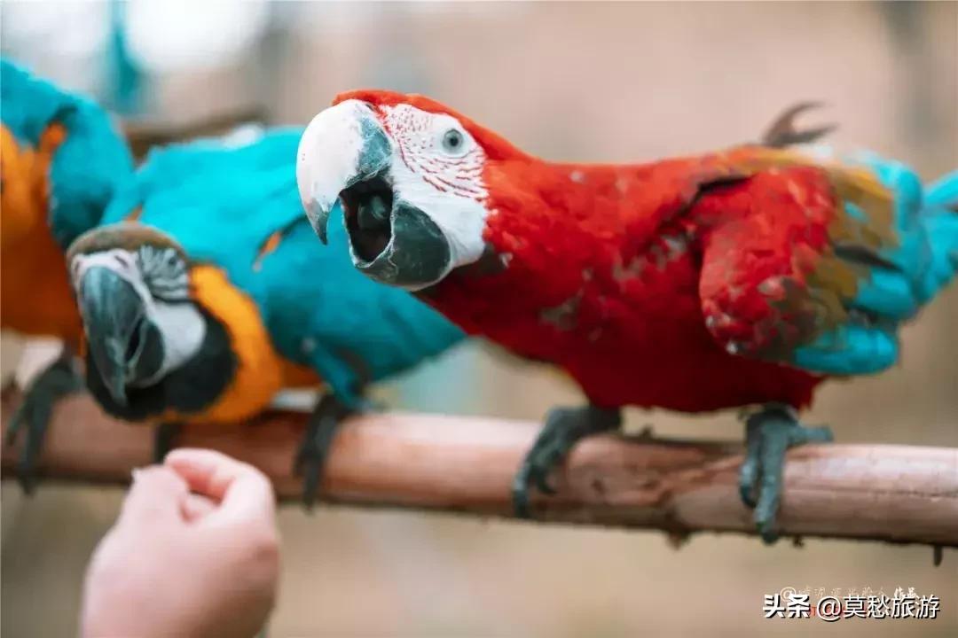南京栖霞区免费游玩景点推荐,南京春节期间免费景点