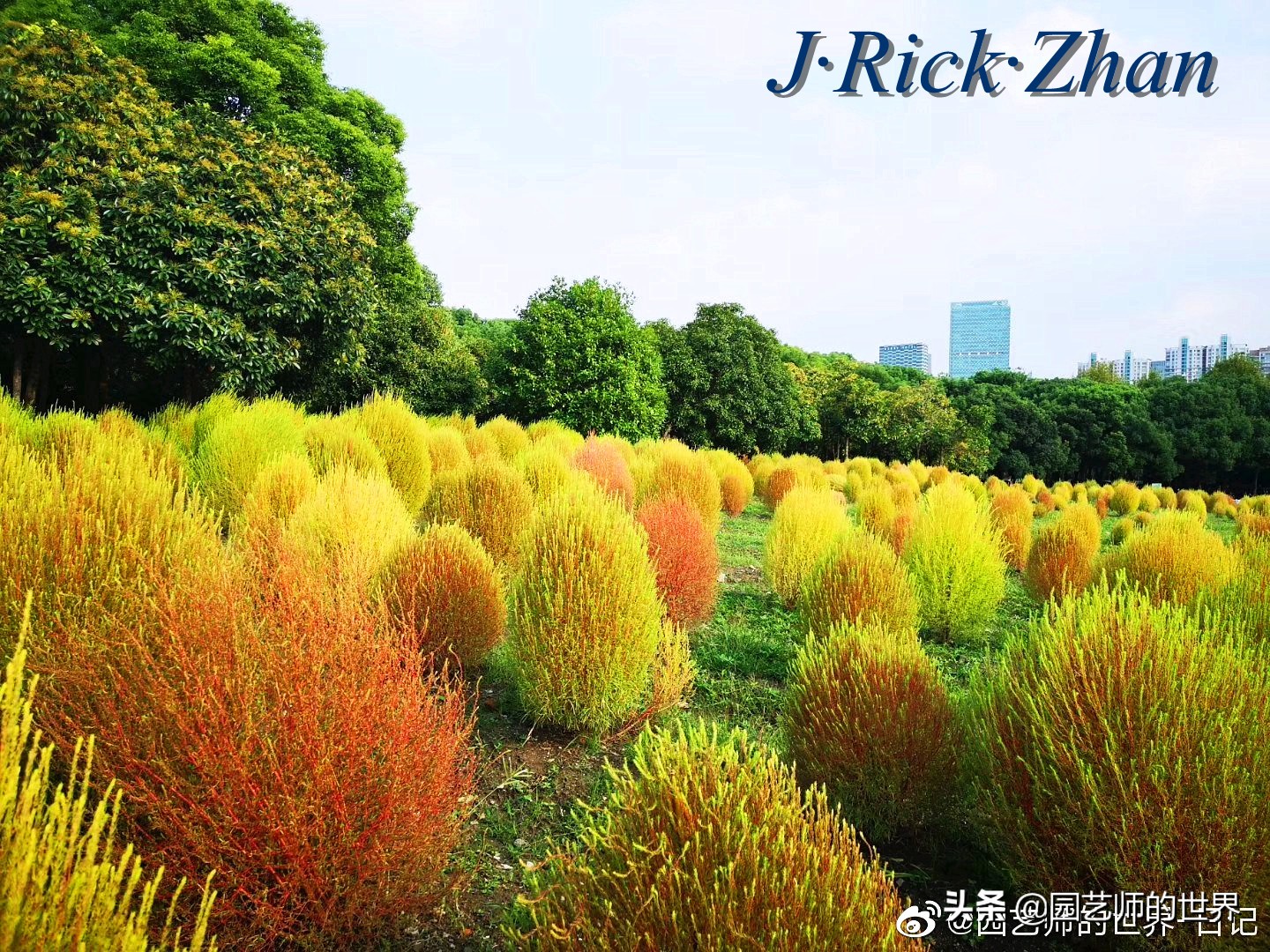 红色地肤草的种植方法,红地肤怎么养