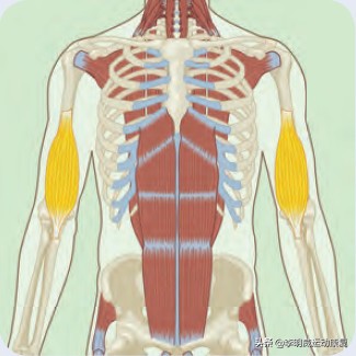 健身之后胳膊酸痛是怎么回事,健身后胳膊酸痛多久能恢复