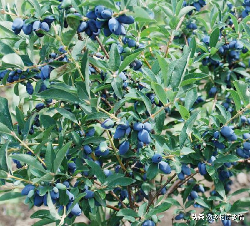 20公分的红橘树多少钱一棵,20公分的黄果兰值多少钱