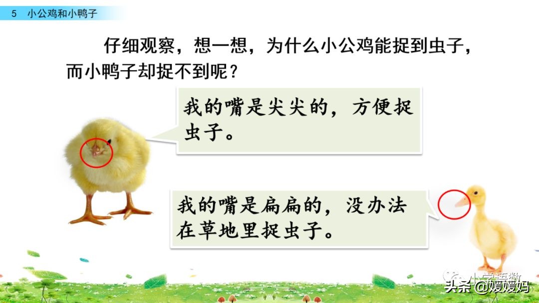 一年级小公鸡和小鸭子仿写句子,一年级小公鸡和小鸭子的看图写话