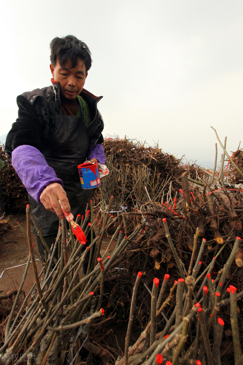 四川什么时候可以栽核桃,四川的核桃成熟了没有
