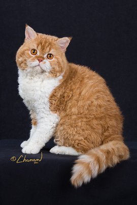 黄色背脖子白色的猫猫是啥种类,猫猫种类价格