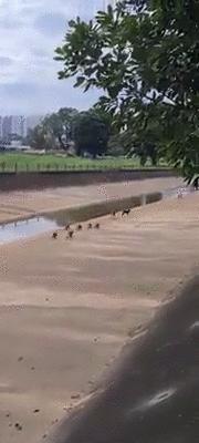 新加坡打架最惨烈的一次,新加坡出租车司机种族冲突