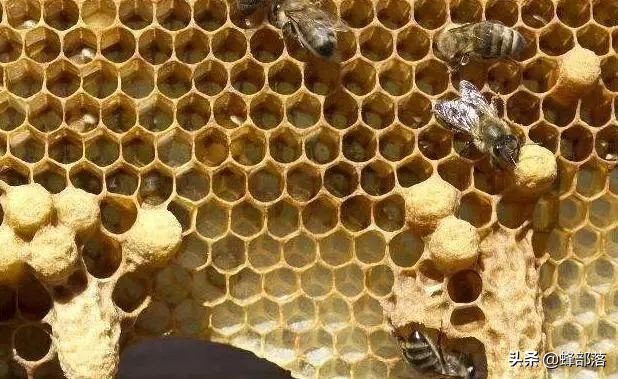 中蜂王台刚出能割蜜吗,中蜂王台需不需要割掉