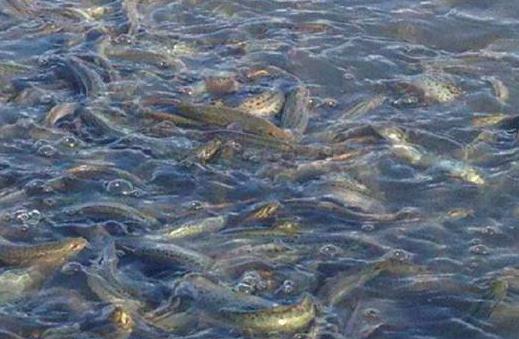 泥鳅的养殖基地,泥鳅的养殖论文