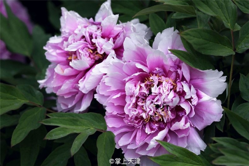 滨海生态城动物园,塘沽5块钱动物园