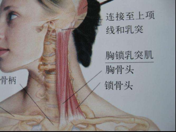 长期坚持哪种锻炼可以减轻耳鸣,7个小妙招教你告别耳鸣