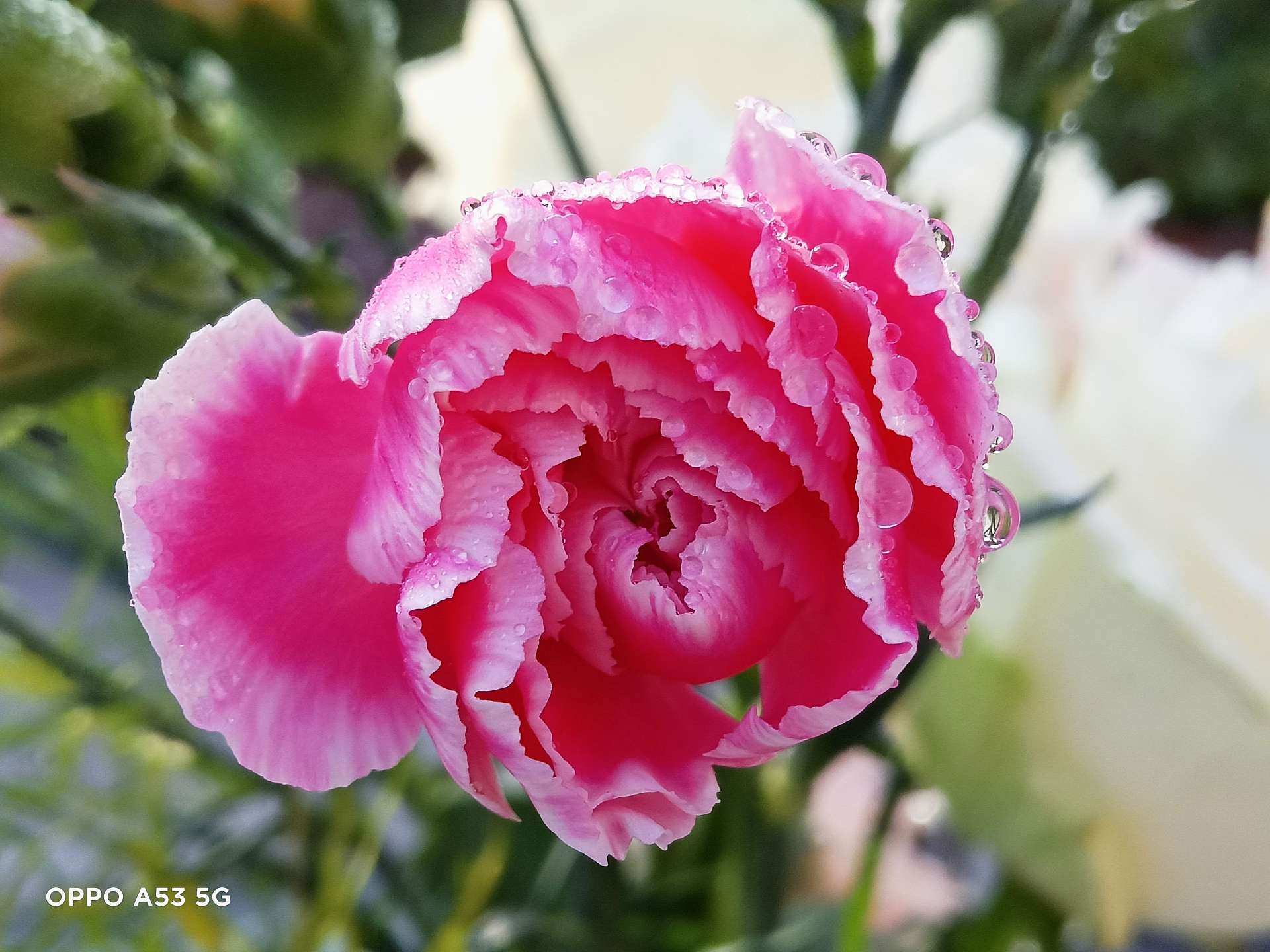 oppoa53测评有没有超广角,oppoa53s测评