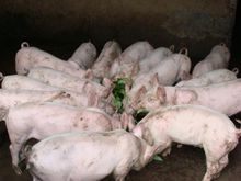 白菜被猪拱了是什么意思,盘点10个被猪拱的白菜