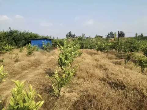 沙糖桔定植前要除草吗为什么,沙糖桔现在要打什么农药