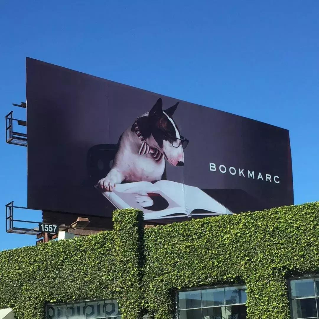 大熊猫一年可以赚钱几个亿,一只猫一年挣3000万