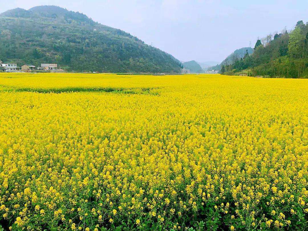 春日山行张旭书法,春日山行张旭写的诗