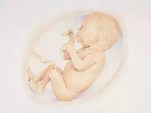 图文详解：胎儿各月的生长重点，干货可收藏