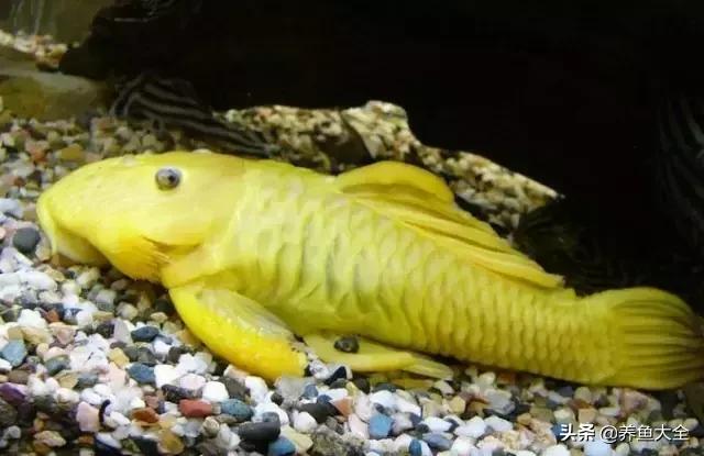 异型鱼饲养指南,异型鱼饲养方法