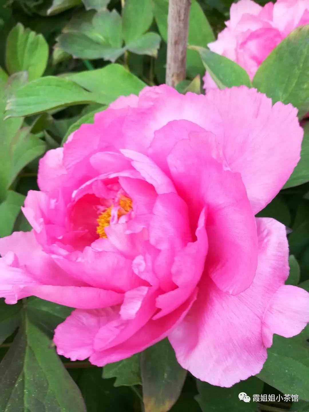 怒放的生命完整版,怒放的生命女声完整版