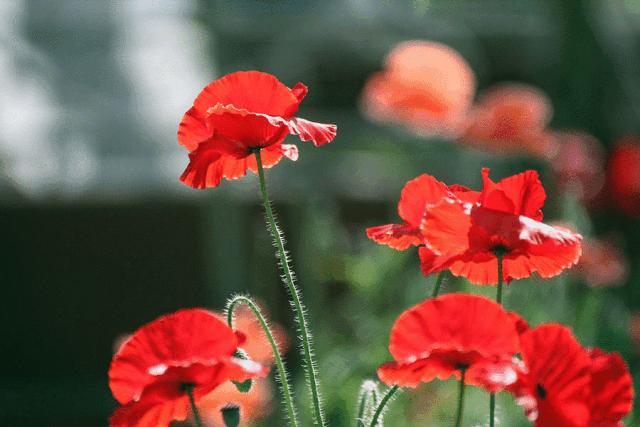 鹅湖玫瑰园花期,鹅湖玫瑰园美篇