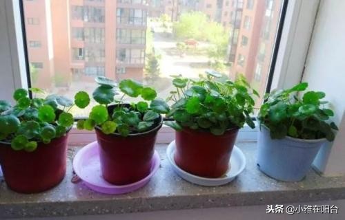 冬季土培铜钱草怎么养才能更旺盛,铜钱草冬季怎么养才能更旺盛