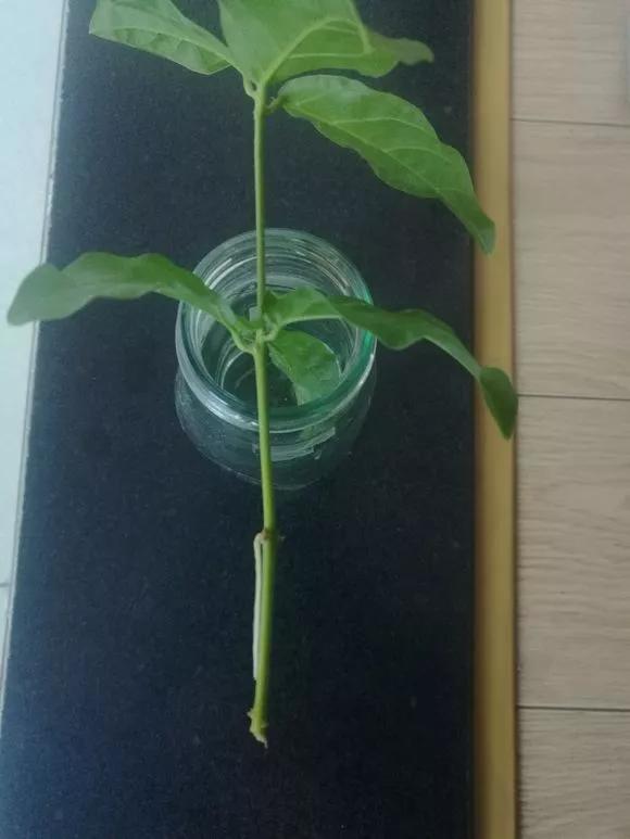 塑料瓶绑在月季上能生根吗视频,水扦插适应哪些花卉