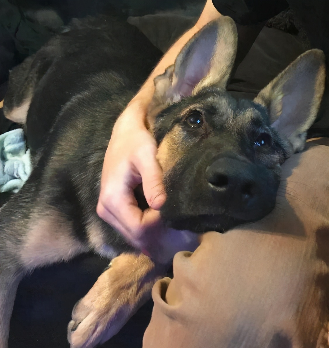 避免狗咬自救小妙招,如何防止被狗狗咬