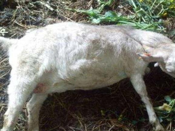 羊不消化用什么药,羊胀气消化不良怎么办